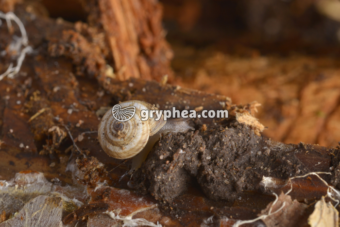 Gastéropode - gryphea.com